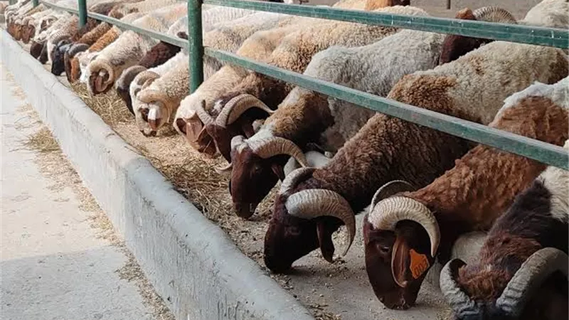 حالة طوارئ قصوى في 