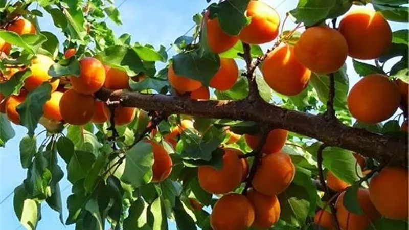 نشرة عاجلة من وزارة الزراعة لمزارعي البرقوق والمشمش.. اعرف أهم التوصيات