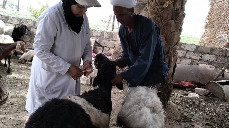 الخدمات البيطرية.. تطلق ورشة عمل لمواجهة مقاومة مضادات الميكروبات وتعزيز الصحة الواحدة