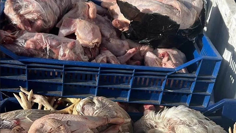 ضبط 1.45 طن لحوم ودواجن وتوابل مخالفة بحي الجمرك في الإسكندرية.. والتحفظ على المضبوطات