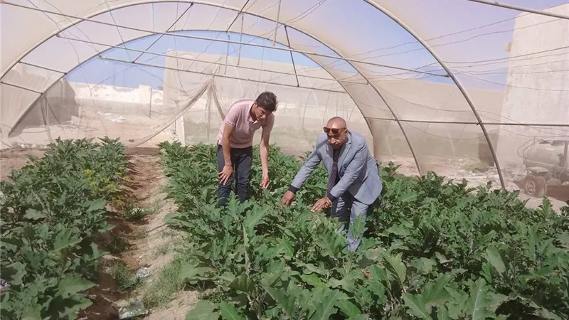 زراعة جنوب سيناء تتابع توسعات الصوب ومزرعة التسمين وتعزز الإنتاج المحلي