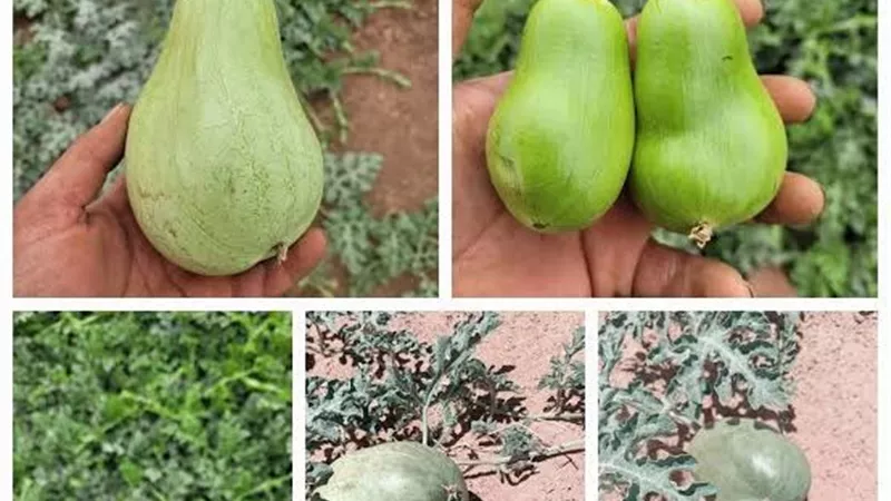 خبير زراعي يكشف: ارتفاع الحرارة وتراجع نشاط النحل وراء تشوه ثمار البطيخ هذا الموسم