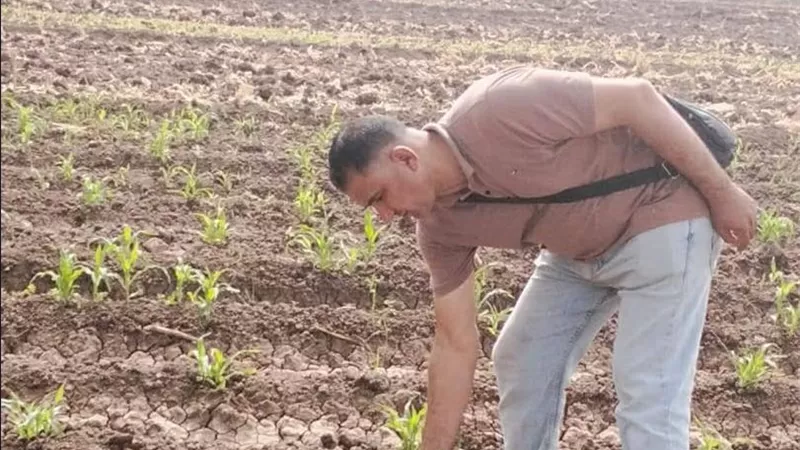 زراعة المنوفية: حملات مكثفة لإنقاذ 