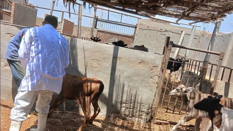 لحماية أصول بقيمة مليارات.. الزراعة تُطلق الحملة القومية الثانية لتحصين الماشية ضد القلاعية