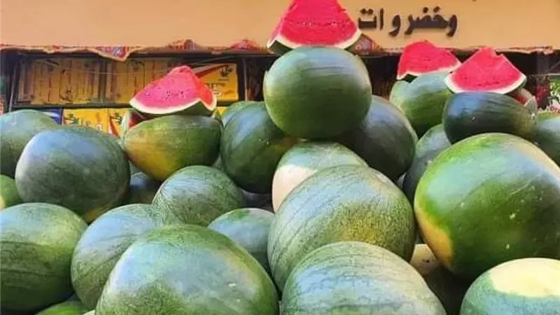 الزراعة تحسم أزمة بطيخ بلطيم: المشكلة محدودة والإنتاج مستقر بمساحة 3500 فدان
