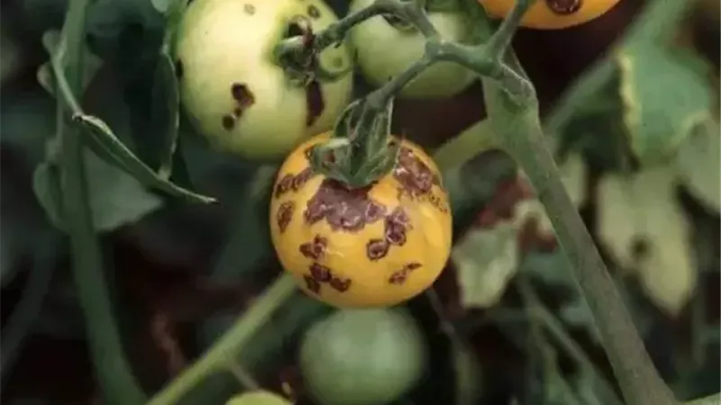 قبل ما المحصول يخسر.. اعرف أعراض التبقع البكتيري في الطماطم وطرق مكافحته
