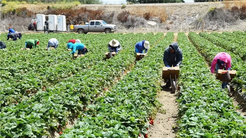 مشروع مشترك بين التضامن والفاو لدعم الزراعة الذكية بالمنيا