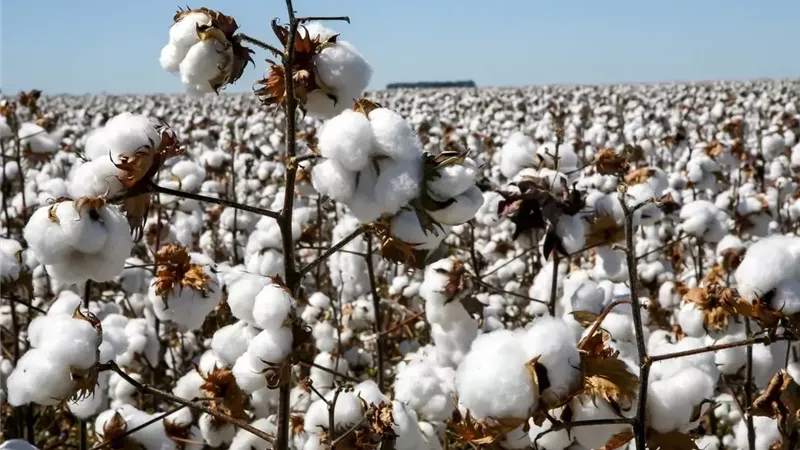 زيارة شي جين بينج للقاهرة تتحول إلى تحالف علمي يطور القطن والأرز من قلب الدلتا