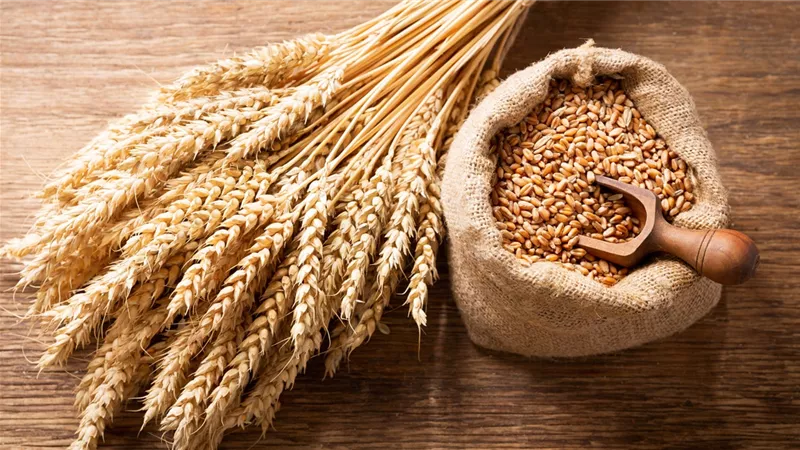 السماد البلدي بعد محصول القمح.. فوائد مهمة لتحسين خصوبة التربة وزيادة إنتاجية المحاصيل