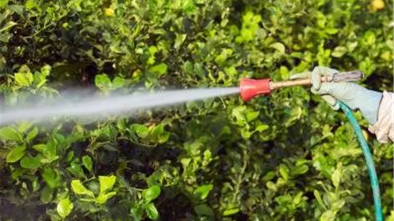 رشيت المبيد ومافيش نتيجة.. أعرف أبرز 3 أسباب تخلي الآفة ترجع تاني