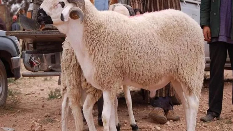 بعد شراء الأضحية.. إزاي تحافظ عليها لحد يوم الذبح وتمنع خسارة الوزن