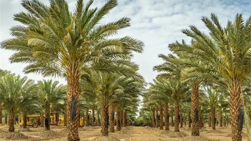 مصر تستعد لحصاد 60 ألف طن من تمور المجدول وسط توقعات بنمو الصادرات العوائد