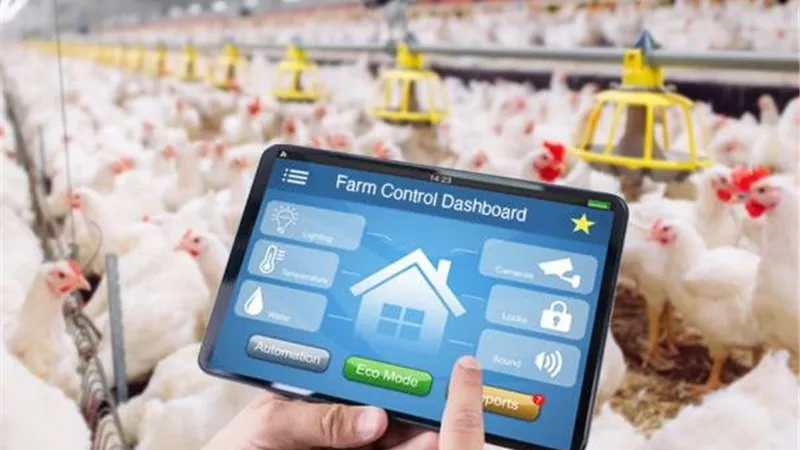 الذكاء الاصطناعي يدخل مزارع الدواجن.. مراقبة التغذية والحرارة بضغطة زر