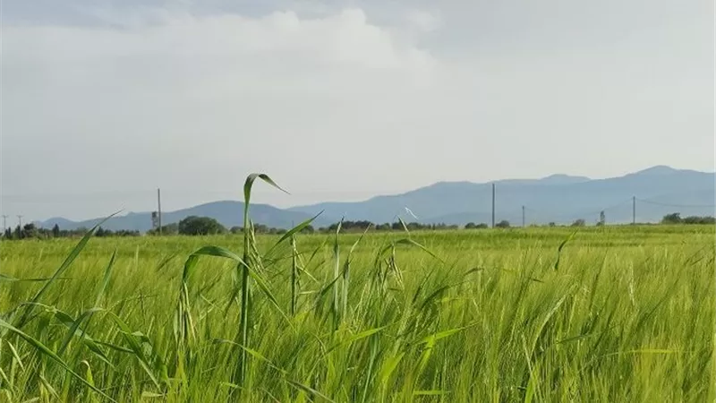 الحشائش تستنزف المحصول.. طرق المكافحة قبل خسارة الإنتاج