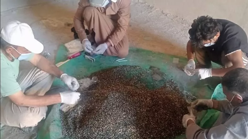 لحماية المحاصيل بعد الحصاد.. انطلاق الحملة القومية لمكافحة القوارض بالبحيرة