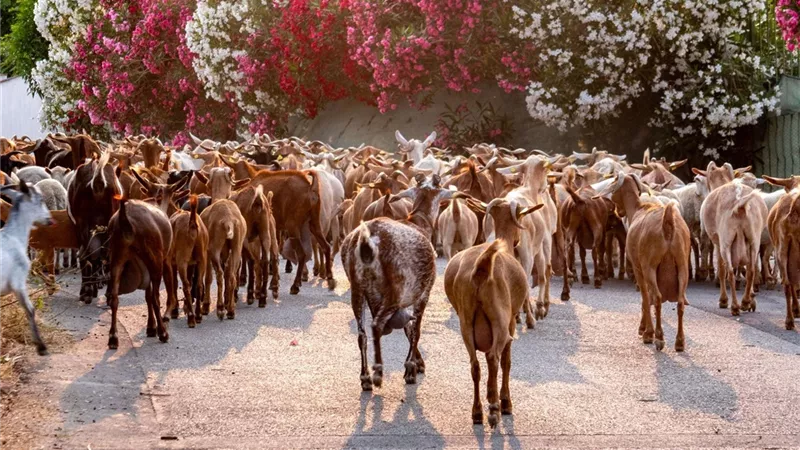 خبير تربية الماعز يحذر من 