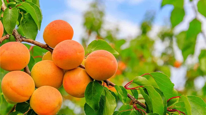 ضحايا الطقس والذباب.. 
