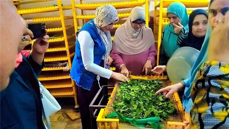 وقاية النباتات يؤهل 25 سيدة ريفية لإدارة مشروعات إنتاج الحرير الطبيعي ودعم المرأة المعيلة