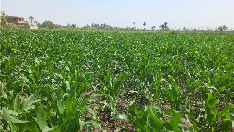بايونير 3433.. عندما تلتقي عراقة القرن مع تكنولوجيا الزراعة المستدامة في مصر