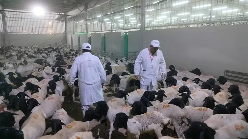 لضمان سلامة اللحوم بموسم الحج.. 