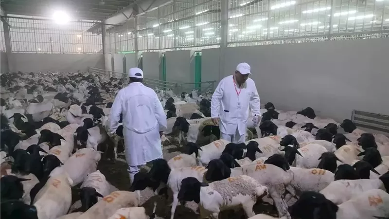 تعاون مصري سعودي للإشراف البيطري على الأضاحي خلال موسم الحج