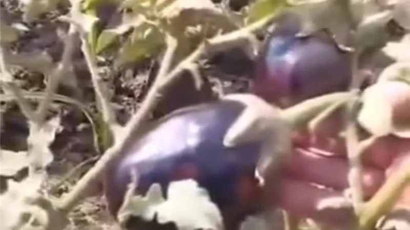 سوهاج تكشف حقيقية ري خضروات بمياه الصرف الصحي بأخميم
