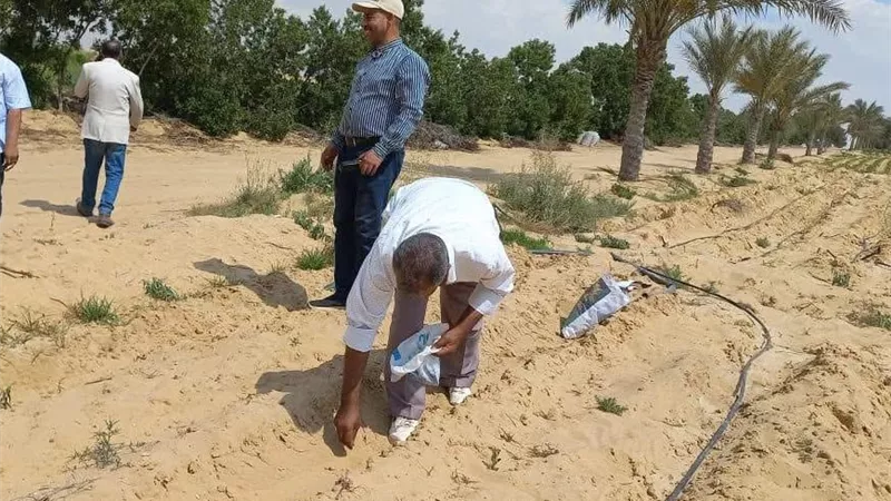 بحوث الصحراء: تنفيذ 10 حقول إرشادية لدعم زراعة عباد الشمس بسيناء لتعزيز إنتاج الزيوت وتقليل الاستيراد