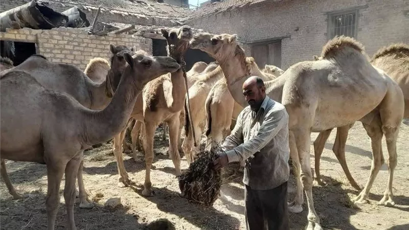 الإصلاح الزراعي يتفقد مشروعات الإنتاج الحيواني وتوريد القمح بالشرقية ويشدد على مواجهة التعديات وتوفير الأضاحي