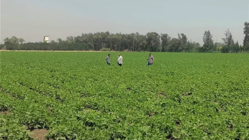 مدرسة حقلية بالفاصوليا في الدقهلية لنشر أحدث أساليب الري والتسميد ورفع الإنتاجية