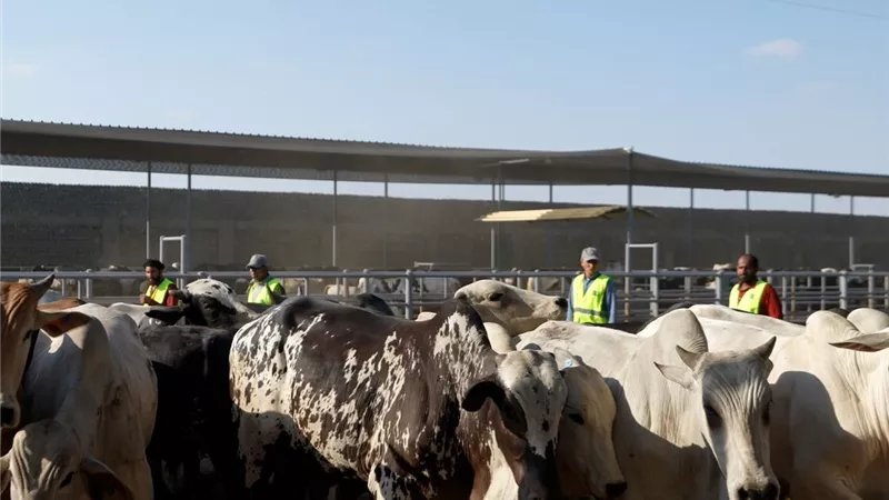 «مصر الخير»: إقبال كبير على شراء صكوك الأضاحي.. ورفع درجة الاستعداد بالمجازر حتى رابع أيام العيد