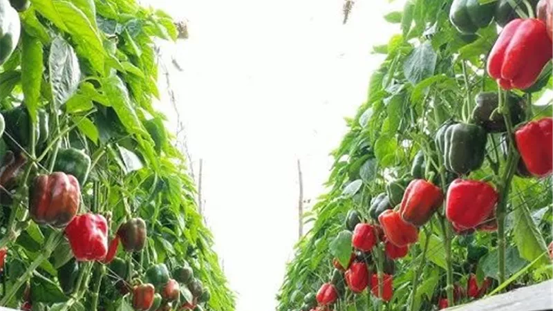 الفلفل الألوان.. استثمار زراعي واعد يضاعف عائد الفدان ويعزز فرص التصدير