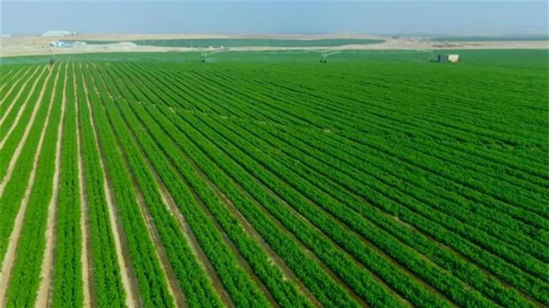 مشروعات زراعية ضخمة.. كيف إعادة الحكومة رسم خريطة التنمية في سيناء
