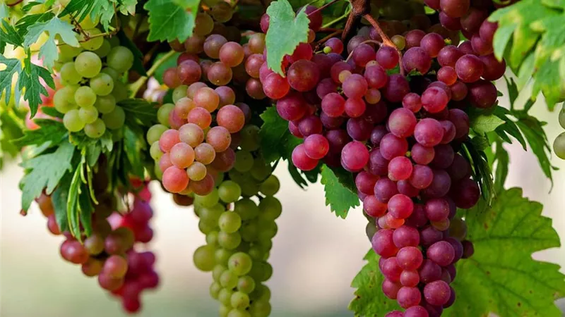 الزراعة تصدر توصيات مايو لمزارعي العنب لرفع الجودة وزيادة حجم العناقيد