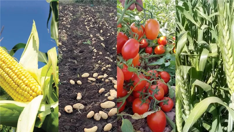 ماذا نزرع في شهر أكتوبر؟.. قائمة بأهم الخضروات المناسبة للزراعة