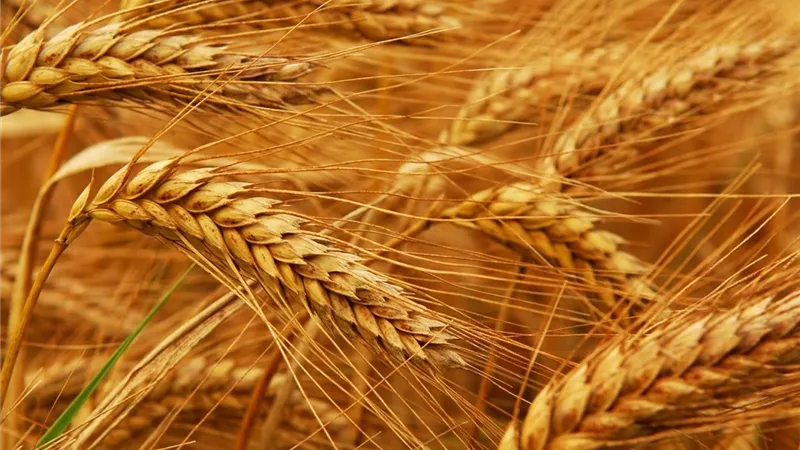 قبل موسم الزراعة.. تعرف على أفضل أصناف القمح ومميزات كل صنف