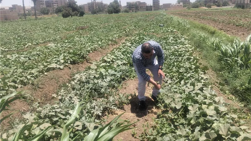 زراعة سوهاج تواصل متابعة المحاصيل خلال عطلة عيد الأضحى وتكثف جهود مكافحة الآفات