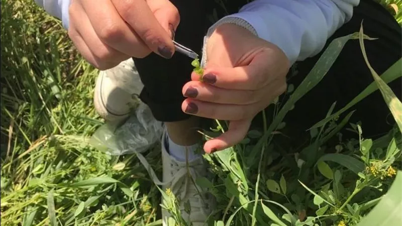 رغم ملوحة التربة والمياه.. المورينجا والكركديه تحققان نجاحًا استثنائيًا في صحراء المنيا