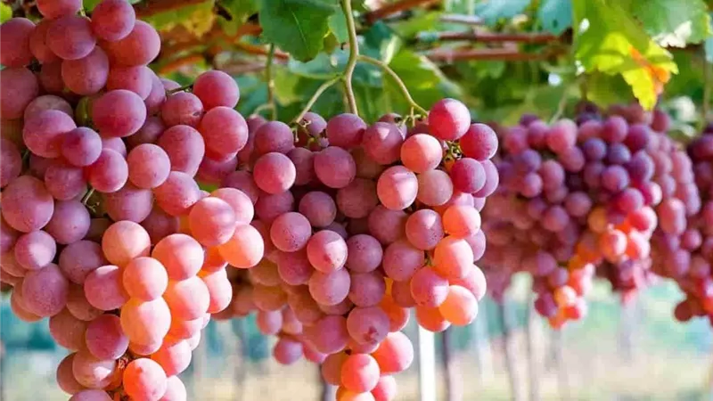 العنب يحقق طفرة عالمية.. صادرات تتجاوز 10.2 مليار دولار في 2025