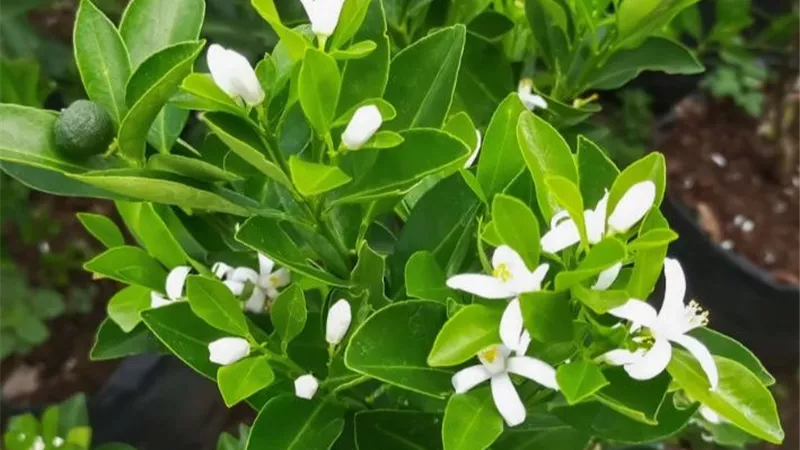 “العقد والتزهير” سر الإنتاج الحقيقي.. ليه النبات بيزهر وميديش محصول؟