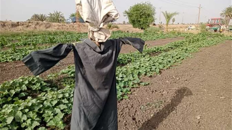 الحارس الصامت.. كيف يحمي 