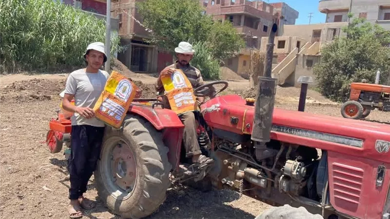 الإرشاد الزراعي بمنوف يختتم زراعة الحقول الإرشادية للذرة الشامية لرفع الإنتاجية ودعم المزارعين