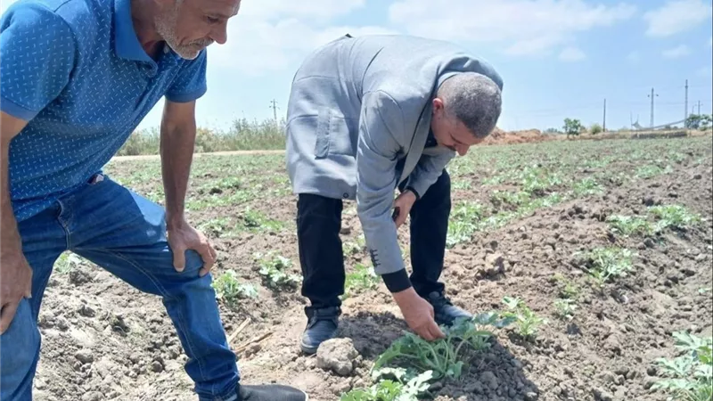 زراعة الإسماعيلية تكثّف الجولات الميدانية لمتابعة المحاصيل الصيفية وصرف الأسمدة وحماية الأراضي