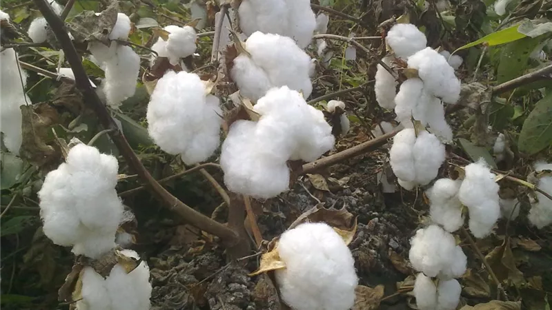 القطن المصري ينتعش.. ارتفاع المساحات المزروعة وتوسع في الأصناف عالية الإنتاج لدعم التصدير والصناعة