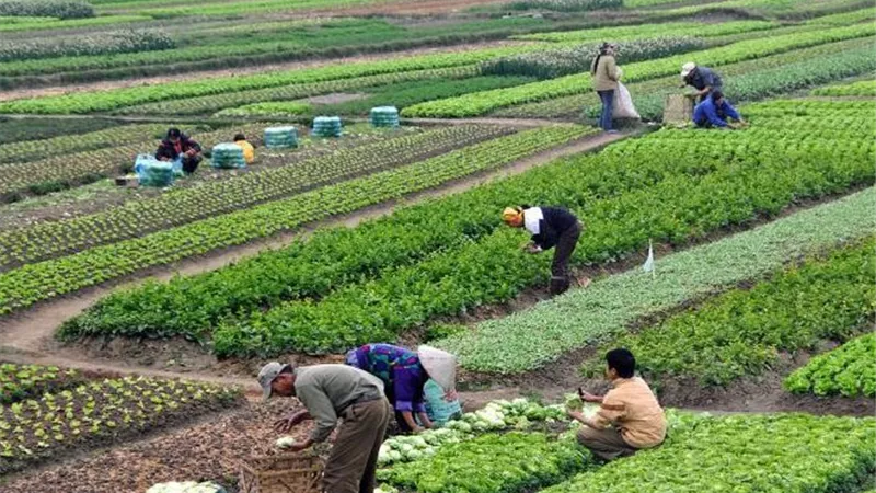 الحكومة تواصل دعم الفلاحين.. مد وقف ضريبة الأطيان الزراعية عامًا إضافيًا