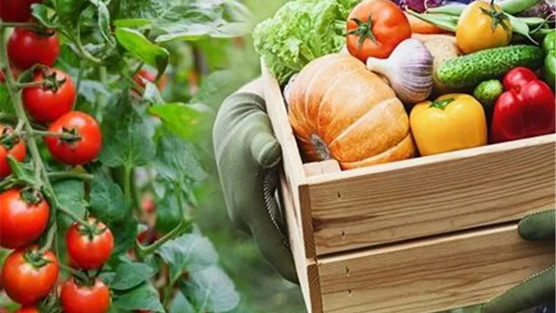 هل توقيت الحصاد ممكن يضيع مجهود موسم كامل؟.. السر في “الوقت المناسب”