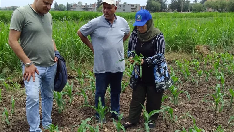زراعة كفر الشيخ تكثف المتابعة الميدانية للمحاصيل الصيفية بمختلف المراكز