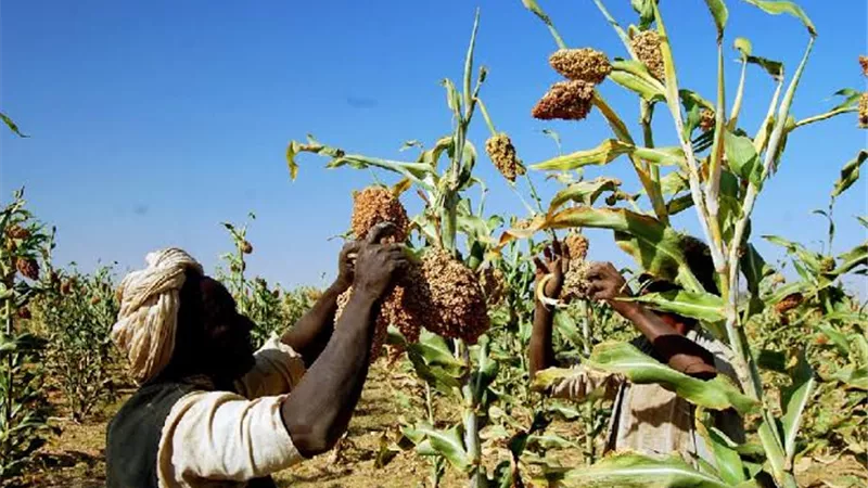 بنسبة 22%.. انخفاض إنتاج الحبوب فى السودان لعام 2025 بسبب استمرار النزاع