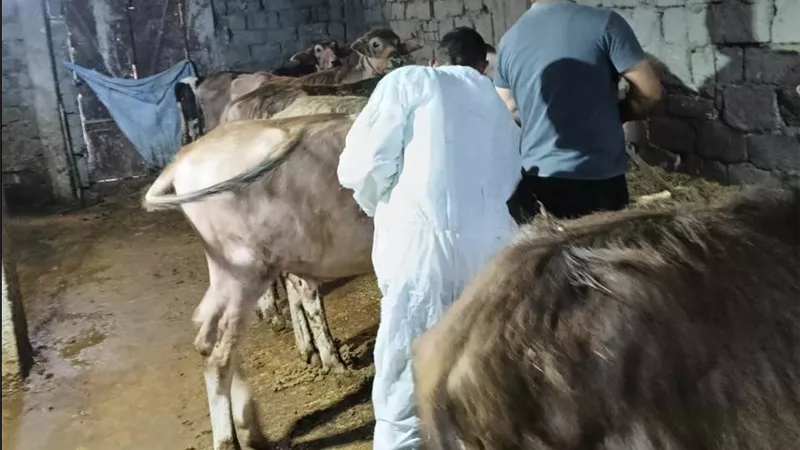 لتنمية الثروة الحيوانية بأسيوط.. تلقيح 4218 رأس ماشية وعلاج أكثر من 2000 حالة خلال يونيو