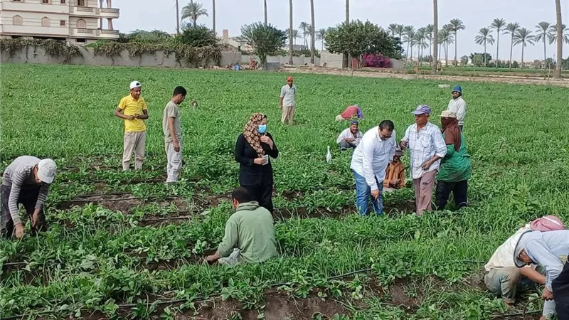 مركز البحوث الزراعية يكثف أنشطته الإرشادية والبحثية لدعم الأمن الغذائي ومحاصيل الصيف