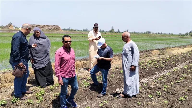 متابعة ميدانية شاملة للمحاصيل الزراعية بكفر الشيخ وتعزيز الرقابة على الأراضي